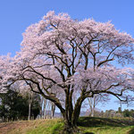 氏邦桜（寄居町・鉢形城跡  ４月）辻 則道