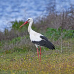 Weißstorch / Foto: Stefan Wenzel