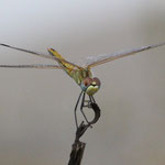 Frühe Heidelibelle - Sympetrum fonscolombii