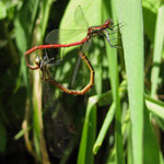 Frühe Adonislibelle - Pyrrhosoma nymphula