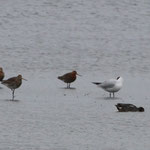 Uferschnepfe PK ssp. islandica zwischen normalen Uferschnepfen