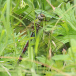 Große Königslibelle - Anax imperator