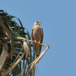 Turmfalke Weibchen