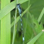 Fledermaus-Azurjungfer - Coenagrion pulchellum