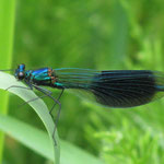 Gebänderte Prachtlibelle - Calopteryx splendens