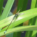 Große Pechlibelle - Ischnura elegans