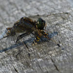 Großer Blaupfeil - Orthetrum cancellatum 