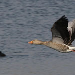 Graugans im Flug