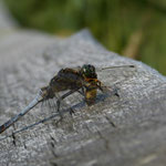 Großer Blaupfeil - Orthetrum cancellatum 