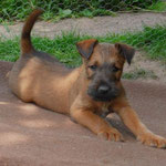 Sooo lang kann ein kleiner Irish Terrier werden...