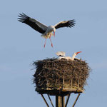 Storch im Anflug auf das Nest (Foto:Hardt)