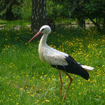 Storch auf der Wiese (Foto:Volkmann)