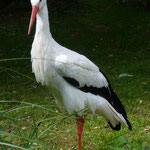 Storch auf der Wiese (Foto:Volkmann)