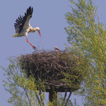 Storch im Anflug auf das Nest (Foto:Zeemann)