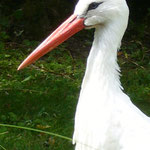 Storch-Potrait (Foto: Volkmann)