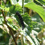 20.06.2025 Schmetterlingsraupe