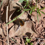 06.04.2025 Der Wollschweber. Sein nach vorne gerichteter Saugrüssel misst 5,5 – 7,7 mm. Er ist ein Brutparasit vieler im Boden nistender Solitärbienen, vor allem von Erd- bzw. Sandbienen.
