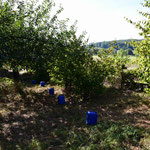 25.08.2025 Ohne Wasser ging im August an den trocken warmen Tagen garnichts.