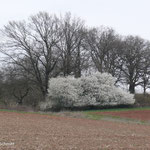 23.03.2025 Gut zu erkennen, der Kuhlhof an der L3271 beginnt sein Blütenjahr immer mit dem Weißdorn und der Kirschpflaume.