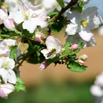 15.04.2025 …und die Insekten zeigen sich wieder an den ersten Blüten.