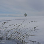 27.01.2026 Wie mit Pinselstrichen gemalt beeindruckt der Blick in die Ferne.