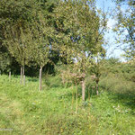 17.09.2024 Im September kündigt sich der zweite und letzte Grasschnitt an.