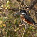 Afrikaanse Reuzenijsvogel