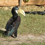 Bonte Neushoornvogel - Anthracoceros albirostris