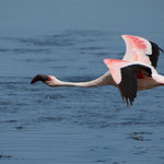 Kleine Flamingo