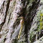 Gemeine Heidelibelle, frisch geschlüpft - Niederwaldsee