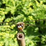 Vierfleck - Gartenteich im Hermannshof (Weinheim)