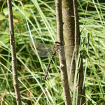 Zweigestreifte Quelljungfer - beobachtet im Olfener Moor