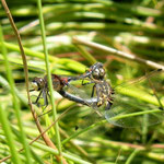 Kleine Moosjungfer -  Paarungsrad - Olfener Moor