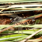 Schwarze Heidelibelle, altes Männchen - Olfener Moor