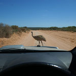 Die Emu's lö sich aubä überhoupt ned la stressä