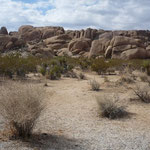 Joshua Tree Park