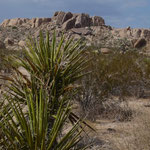 Joshua Tree Park