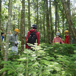 下層木更新地のプロット設定
