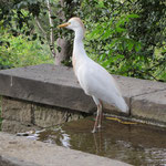 Ein Vogel im Jardin de Laribal im Park Montjuic.