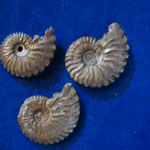 folkstone ammonites