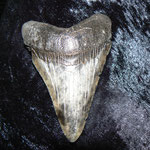 sharks tooth
