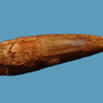 dinosaur tooth
