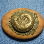 mounted queenstead ammonite