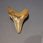 great white shark tooth