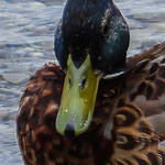 Ente 1