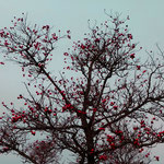 Winterbaum mit roten Beeren