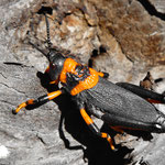 Käfer am Orange River (Südafrika)