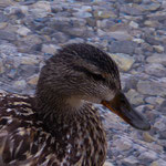 Ente 2