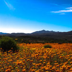 Wildblumenblüte im Namaqualand (Südafrika)