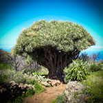 La Palma
